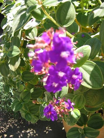 IMG_0981_060826_115648