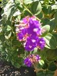 IMG_0981_060826_115648