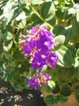 IMG_0982_060826_115730