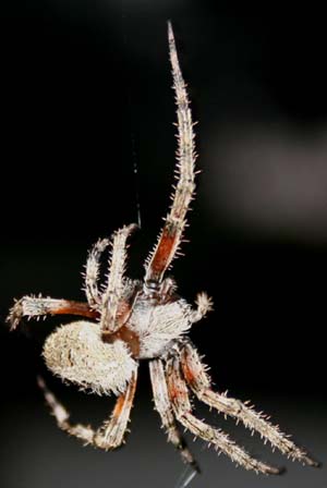 Web spinner 2