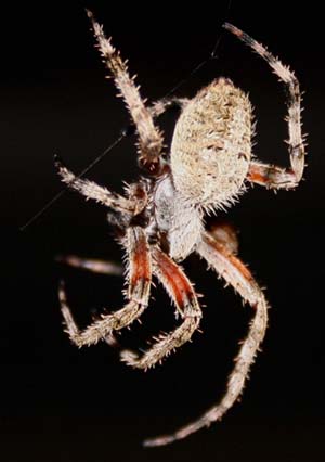 Web-spinner 1
