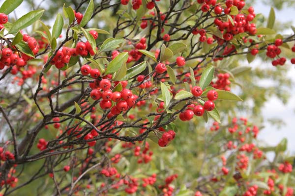 Flowers / Fruit: 1.5 to 2 inch clusters of tiny sweet scented white flowers in late April. Red chokeberries mature in early fall, berries are approximately 0.25 inch in diameter and persist well late into late winter. Black chokeberries mature in late summer, berries are large, 0.33 to 1.3 inch in diameter. Berries are tart but editable.
Form / Size: Medium to large deciduous shrubs with upright-oval shape. Red varieties reach a height of six to ten feet. Black varieties mature at five to seven feet.
Culture: For best flower and fruit set, plant chokeberries in full sun location. They can tolerate dapple light environment, however. Chokeberries readily adapt to most soil environments that are reasonable well drained. Landscape Uses: Chokeberries are ideally suited for accent and specimen use in the garden. A single plant, or a group of three plants, looks especially nice near a deck or patio. They also add interest to a mixed shrub border where their spring flowers, summer fruit, and dramatic fall foliage attract lots of attention.