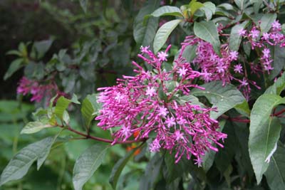 IMG_8447_060506_153456
