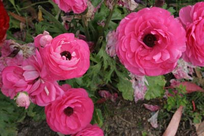 IMG_8456_060506_154346
