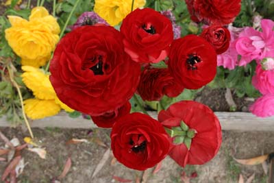 IMG_8457_060506_154420